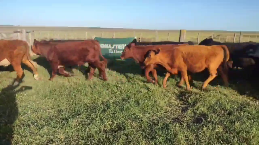 Lote 200 Terneros/as