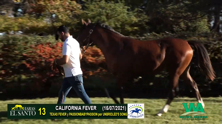 Lote CALIFORNIA FEVER