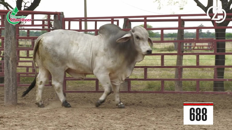 Lote Brahman