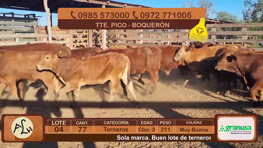 Lote Terneros Cbo 3
