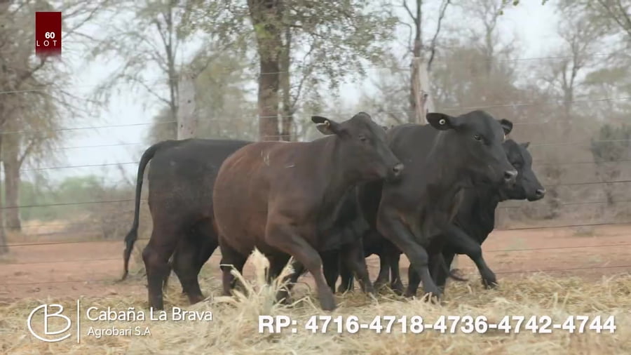 Lote Vaquillona preñada