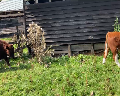 Lote 10 Ternero en Cisnes, XI Región Aysén