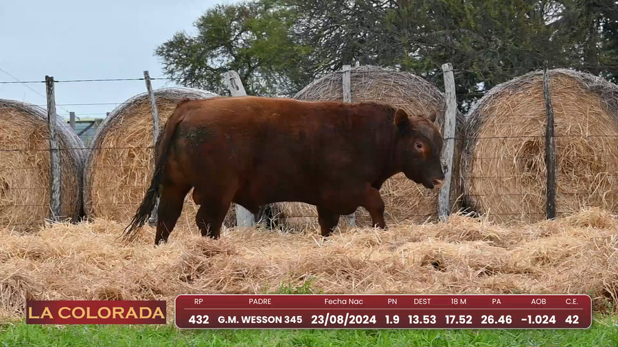 Lote Lote 3