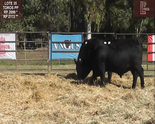 Lote TOROS  A. ANGUS PUROS DE PEDIGREE