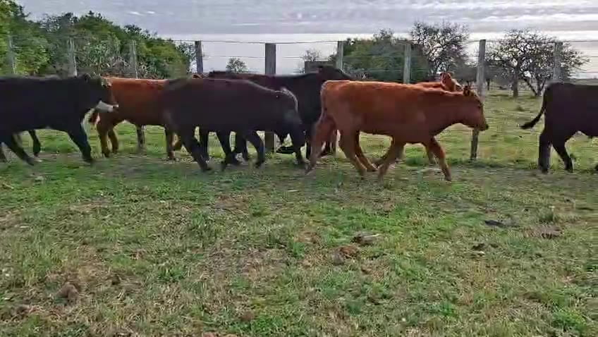Lote TERNEROS
