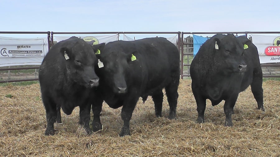 Lote "Toros ""SANTA ROSA"""