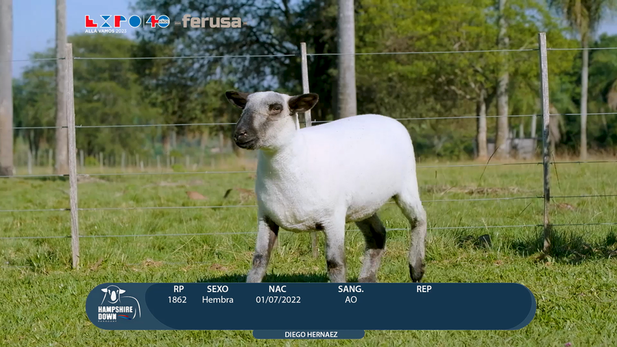 Lote LOTE 13 - CAMPO