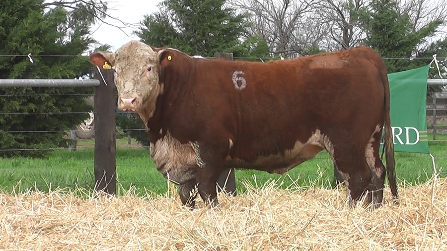 Lote TOROS P. HEREFORD PR