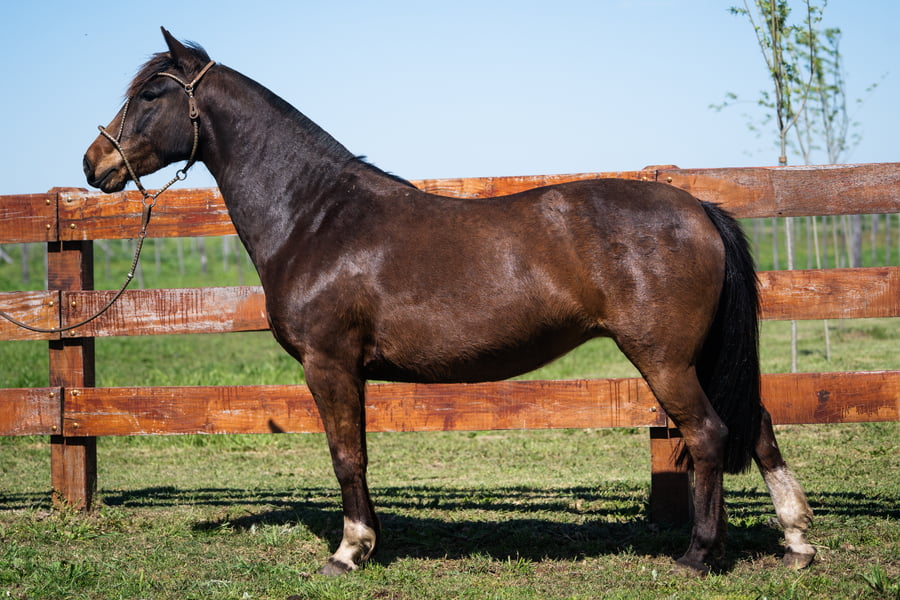 Lote CERRO CHENQUE CHACHARA