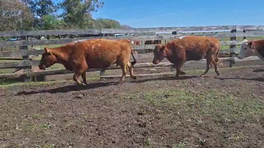Lote VACAS PREÑADAS