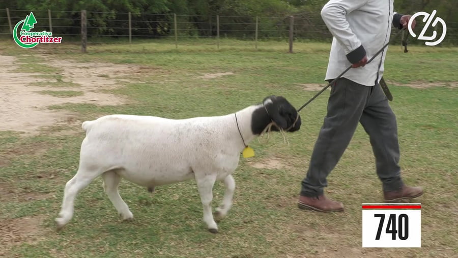 Lote Dorper-Schafe