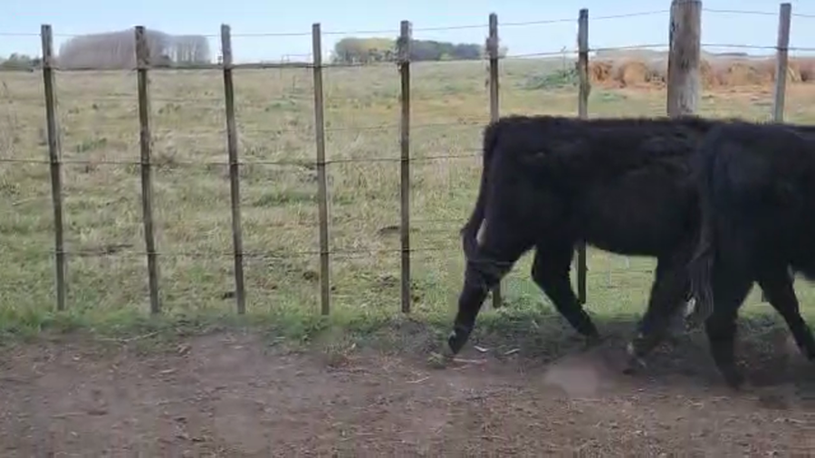 Lote 48 Terneras en Punta Indio, Buenos Aires