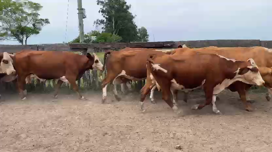 Lote 50 Vacas de invernar