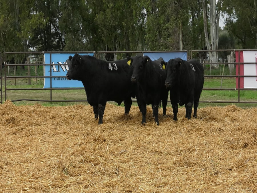 Lote TOROS ANGUS NEGROS PC