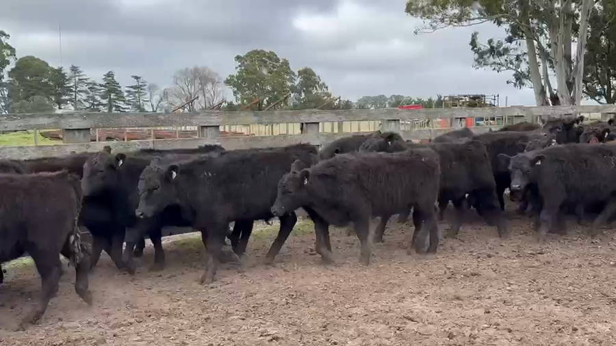 Lote 218 Novillitos en Buenos Aires, Gral. Lamadrid