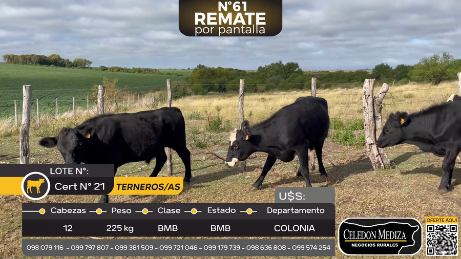 Lote 12 Terneros y Terneras en Las Víboras, Colonia