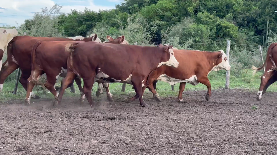 Lote 25 Vaca Exportacion