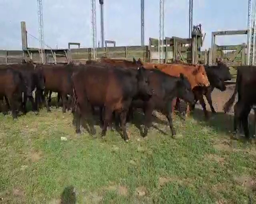 Lote 70 Vaquillonas en Gral. Lamadrid, Buenos Aires