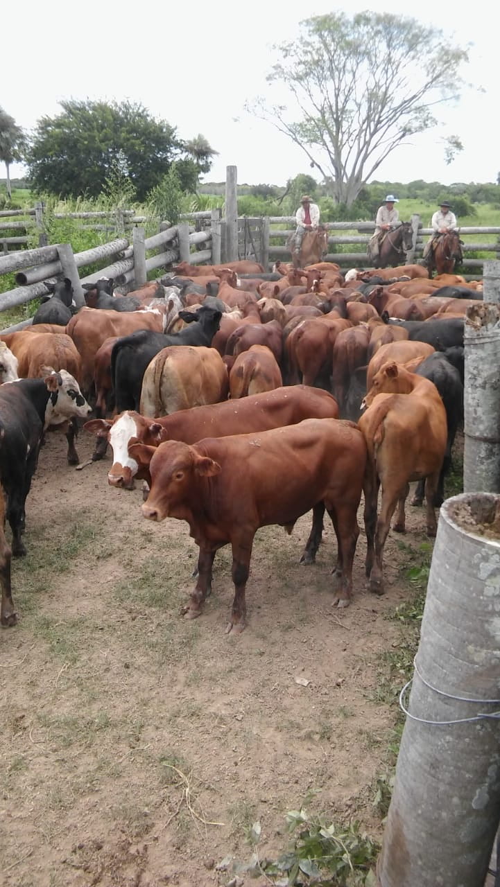 Lote 110 Terneros en Formosa, Clorinda