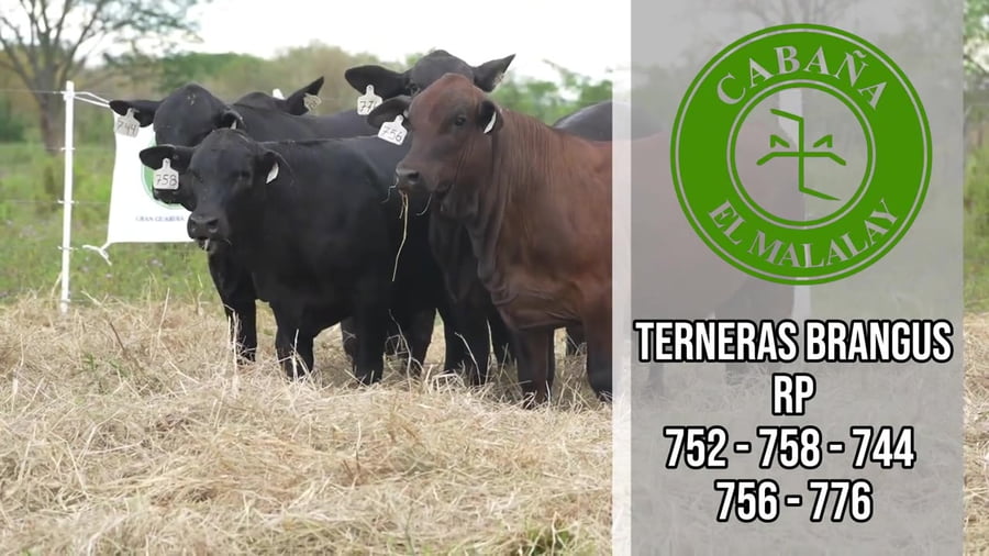 Lote Ternera