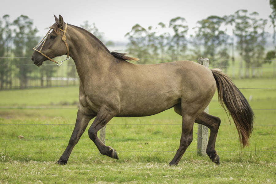 Lote Princesita 424 De La Casilla
