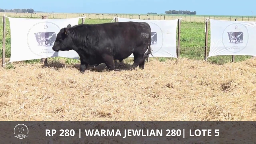 Lote TOROS PUROS DE PEDIGREE