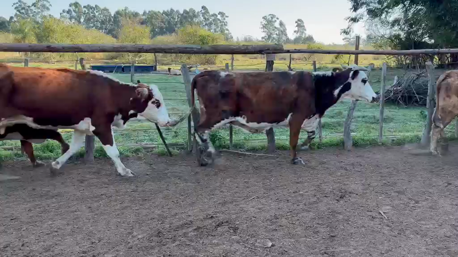 Lote 29 Vacas de invernar