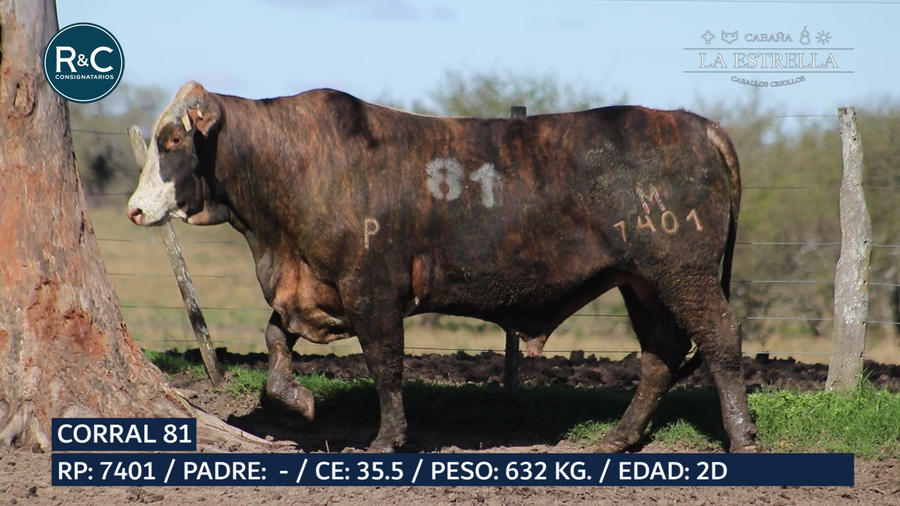 Lote Toro Media sangre