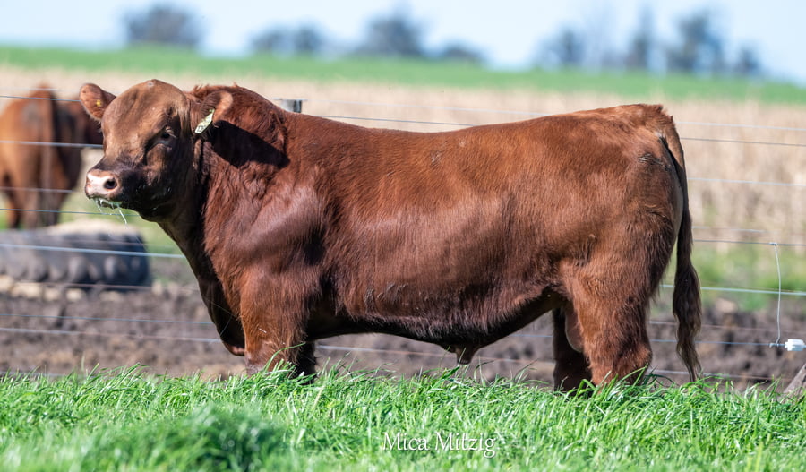 Lote TORO ANGUS P.P.