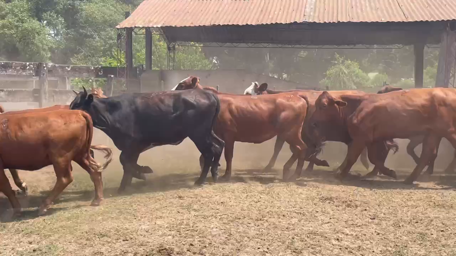 Lote 60 Vaquillonas en Ituzaingó, Corrientes