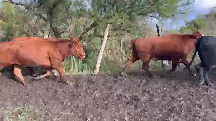 Lote 27 Novillos