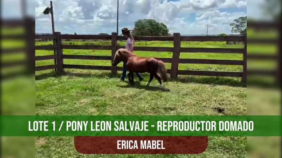 Lote Pony Leon Selvaje