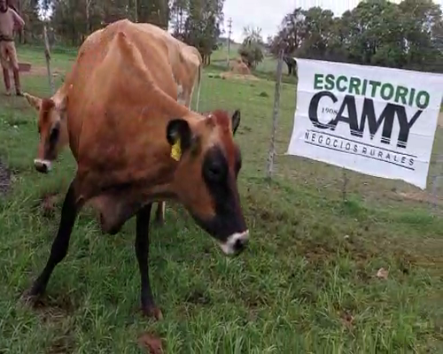 Lote 2 Vaca YERSEY a remate en Remate Elite por Pantalla de Ganado Lechero, San José