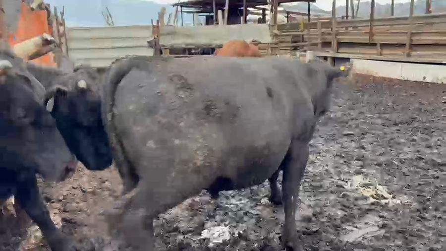 Lote 45 Novillo Gordo en Codegua, VI Región O-Higgins