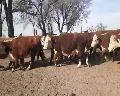 Lote 36 VACAS C.U.T. HEREFORD Y POLLED HEREFORD PREÑADAS, EN LOS TOLDOS, GRAL. VIAMONTE, PBA.-