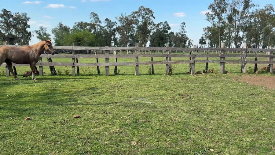 Lote Macho gatiado manso