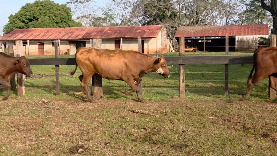 Lote 50 Vacas nuevas Preñadas en Corrientes, Ituzaingó