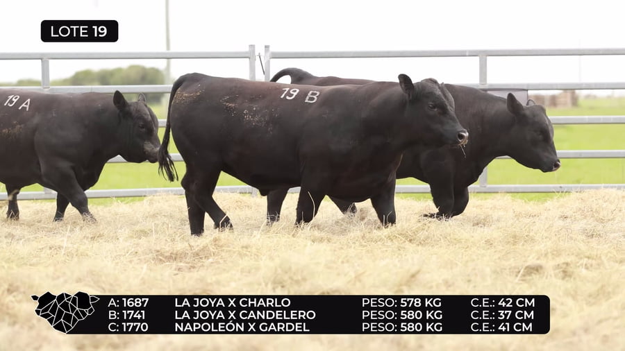 Lote Lote 19