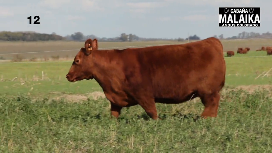 Lote "VAQUILLONA PURA DE PEDIGREE ""CABAÑA MALAIKA"""