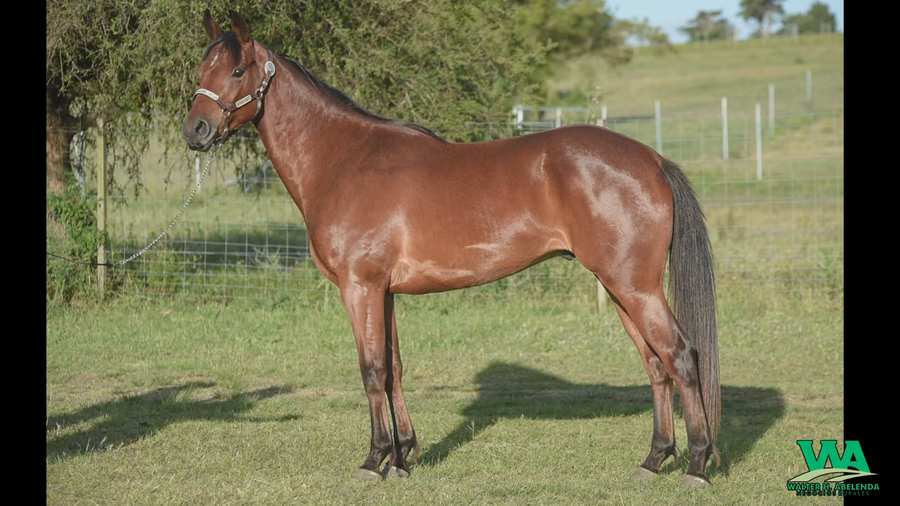 Lote RT AFORTUNADO ROOSTER