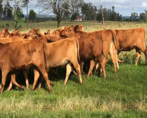 Lote 40 Vaquillonas en Ituzaingó, Corrientes