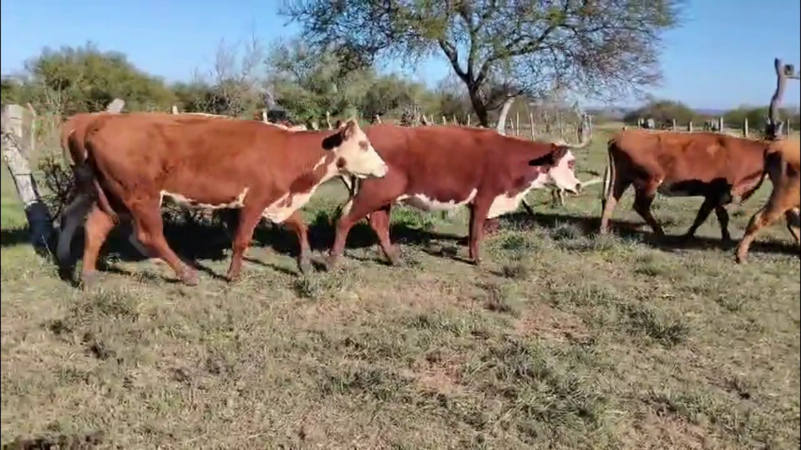 Lote VACAS DE INVERNADA