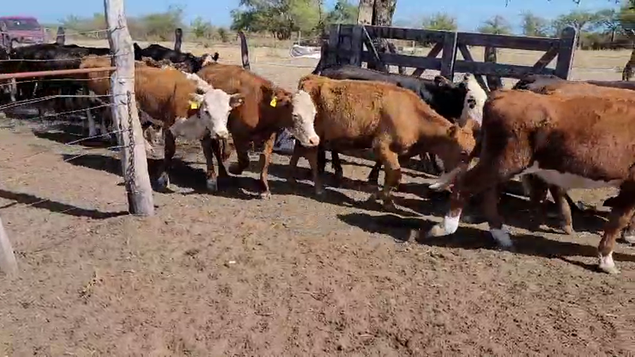Lote 70 Terneros/as en Villaguay, Entre Ríos