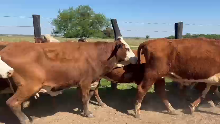 Lote 50 Vacas de invernar