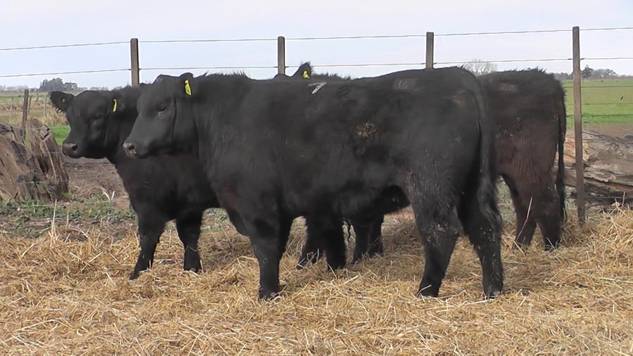 Lote TOROS PUROS POR CRUZA