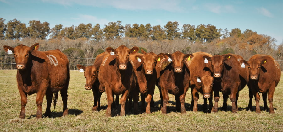 Lote Vaquillonas Angus PC Primavera