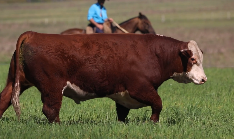 Lote Santa Maria de Arapey