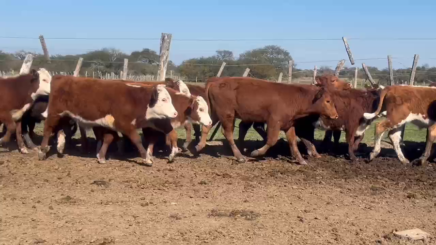 Lote 51 Terneros/as en Corrientes, Curuzú-Cuatiá