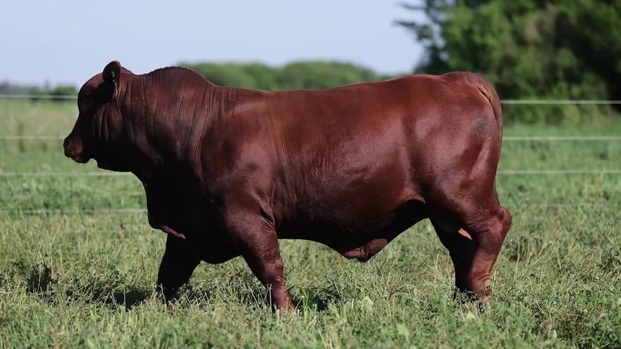 Lote Toros Brangus - Cabaña El Sapucay