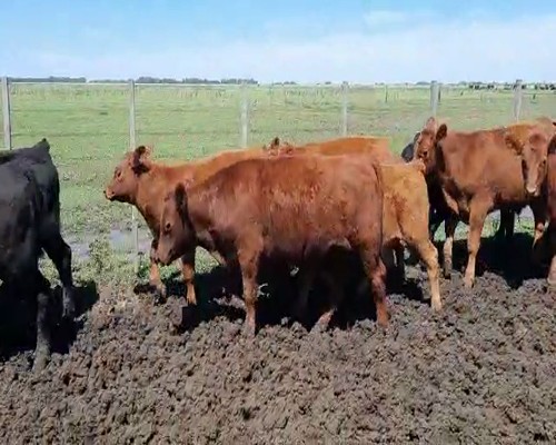 Lote 70 Terneros en Gral. Lamadrid, Buenos Aires